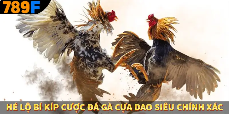 Hé lộ bí kíp cược đá gà cựa dao siêu chính xác