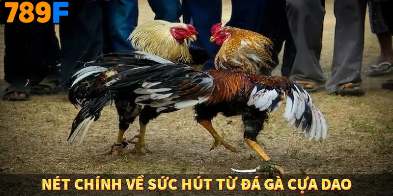 Nét chính về sức hút từ đá gà cựa dao