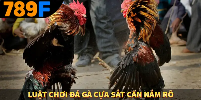 Luật chơi đá gà cựa sắt cần nắm rõ