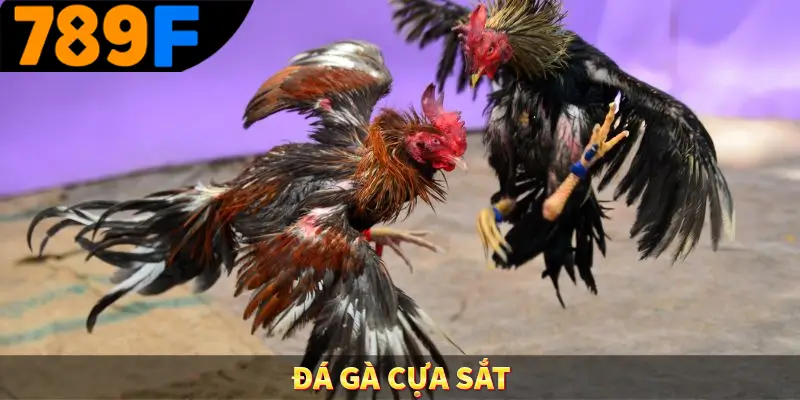 Đá Gà Cựa Sắt 789F – Sân Chơi Uy Tín Tỷ Lệ Cao Nhất Việt Nam