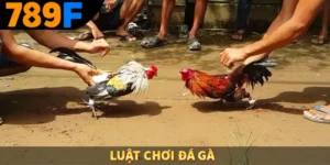 Luật chơi đá gà