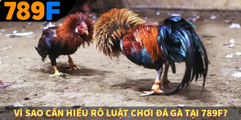 Vì sao cần hiểu rõ luật chơi đá gà tại 789F
