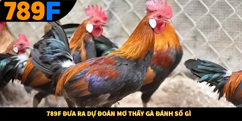 789F đưa ra dự đoán mơ thấy gà đánh số gì