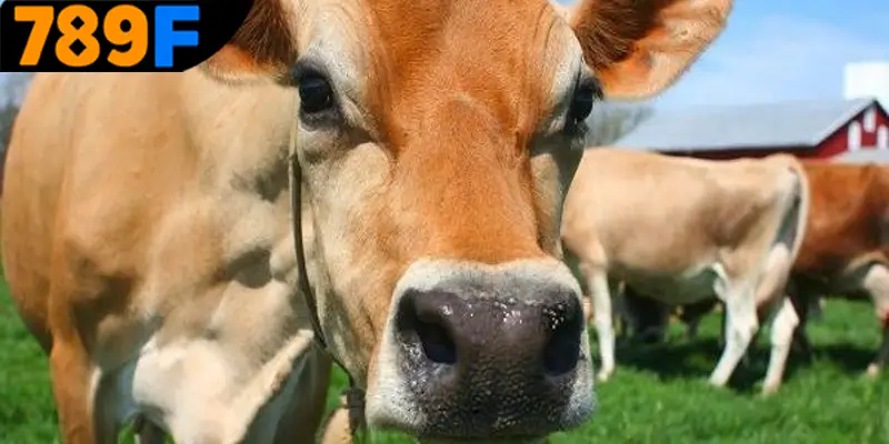 Giải mã về giấc mơ thấy con bò đánh số gì