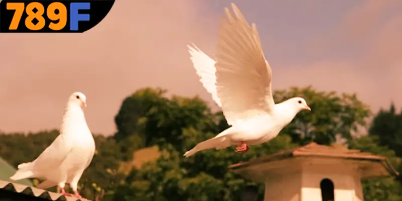 Vài nét chính về ý nghĩa chiêm bao điềm lành hay dữ