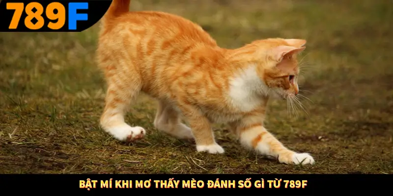 Bật mí khi mơ thấy mèo đánh số gì từ 789F