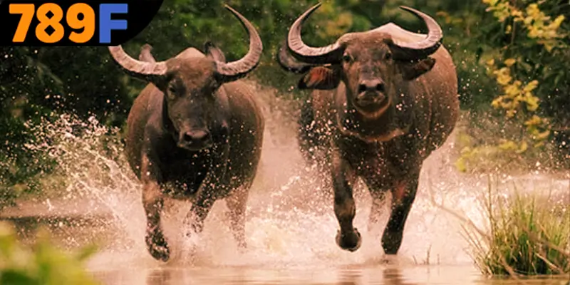 Chi tiết điềm báo xui rủi của giấc mộng thấy trâu