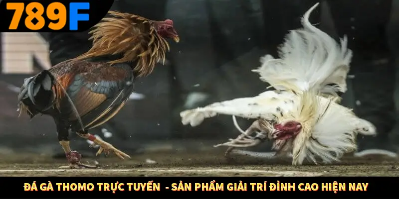 Đá Gà Thomo Trực Tuyến  – Sản Phẩm Giải Trí Đỉnh Cao Ở 789F