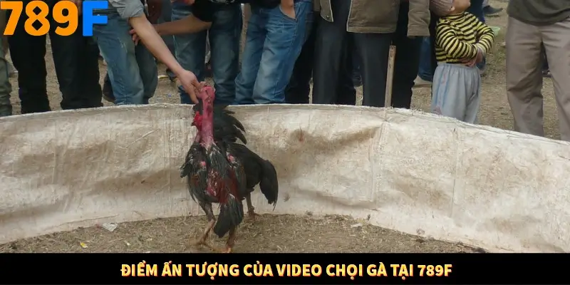 Điểm ấn tượng của video chọi gà tại 789F