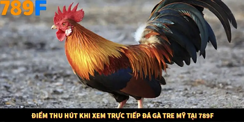 Điểm thu hút khi xem trực tiếp đá gà tre mỹ tại 789F