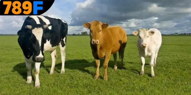 Diễn giải chi tiết về các giấc mộng thấy con bò