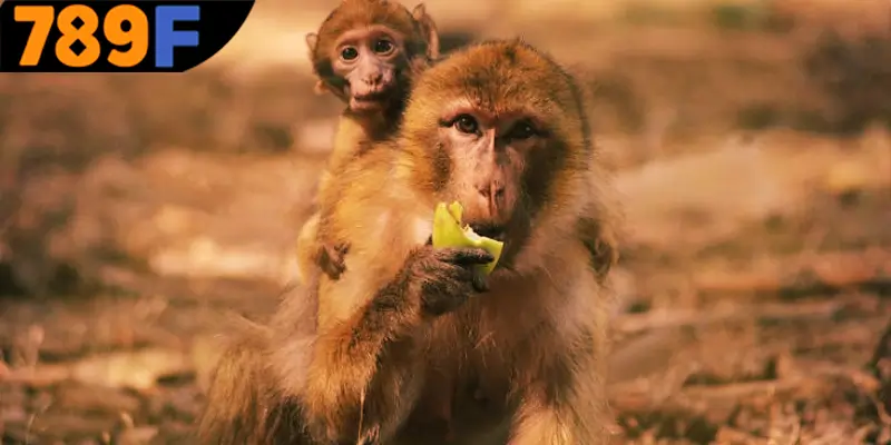 Diễn giải chi tiết về các giấc mộng thấy khỉ