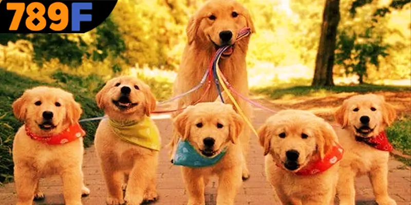 Giải đáp câu hỏi mơ thấy chó đánh số gì