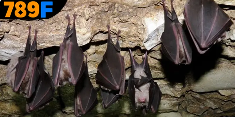 Giải đáp mơ thấy con dơi đánh số gì?