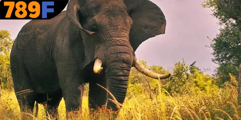 Giải mã về giấc mơ thấy con voi dành cho hội viên