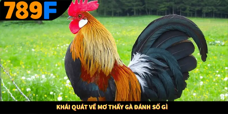 Khái quát về mơ thấy gà đánh số gì
