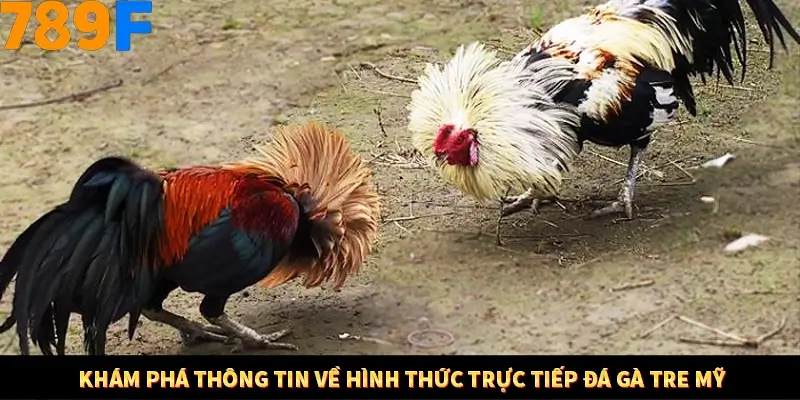Khám phá thông tin về hình thức trực tiếp đá gà tre mỹ