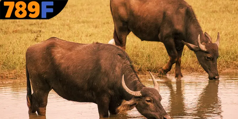 Luận giải mơ thấy trâu đánh số gì