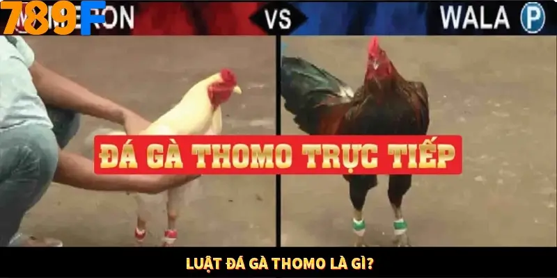 Luật đá gà Thomo là gì?