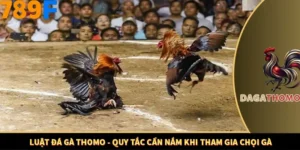 Luật Đá Gà Thomo - Quy Tắc Cần Nắm Khi Tham Gia Chọi Gà