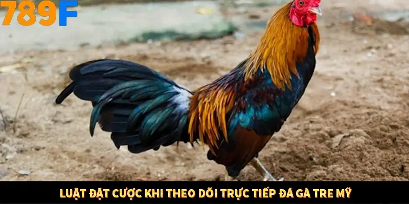 Luật đặt cược khi theo dõi trực tiếp đá gà tre mỹ