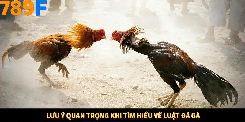Lưu ý quan trọng khi tìm hiểu về luật đá gà