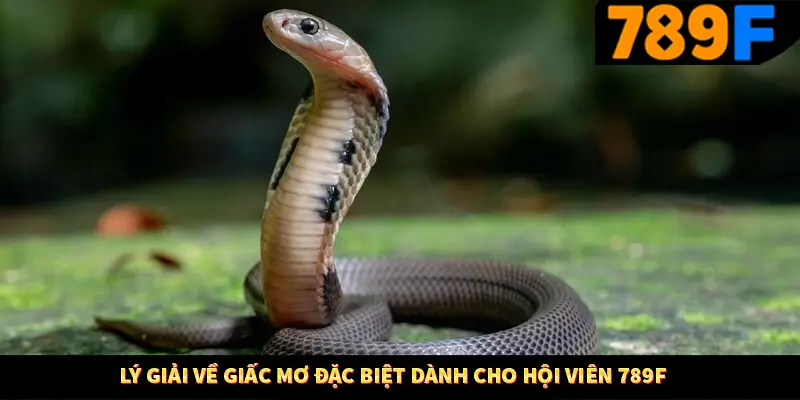 Lý giải về giấc mơ đặc biệt dành cho hội viên 789F