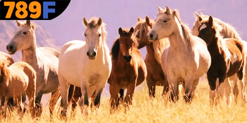 Lý giải về vận mệnh quan trọng khi chiêm bao thấy ngựa