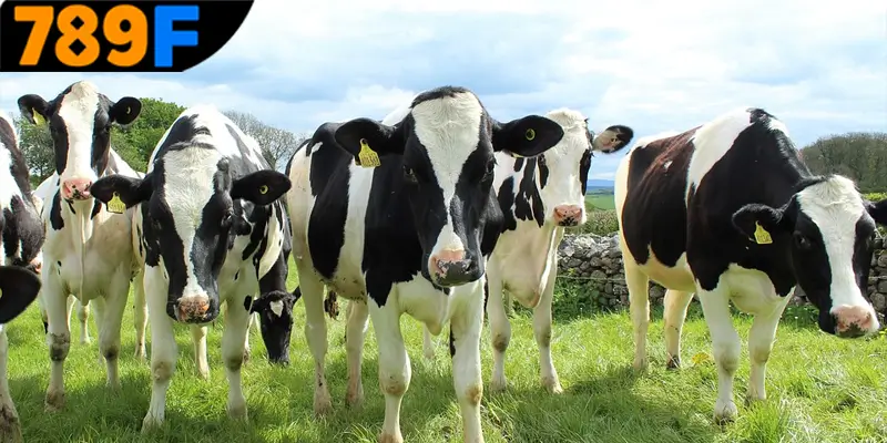 Mơ thấy con bò đánh số gì để mang lại vận may