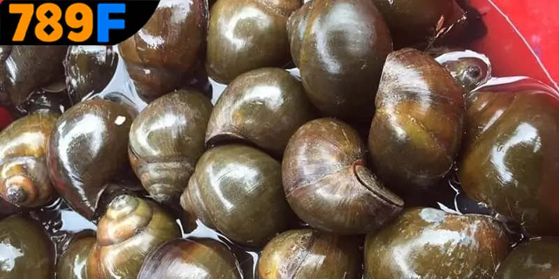 Mơ thấy con ốc đánh số gì để dễ dàng trúng lô