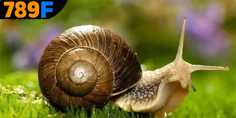 Mơ thấy con ốc đánh số gì? Ý nghĩa tổng quát của giấc mơ