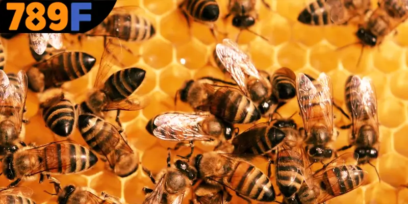 Mơ thấy con ong đánh số gì, khám phá về giấc mơ về ong