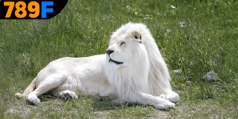 Mơ thấy con sư tử đánh số gì cũng những con lô quan trọng