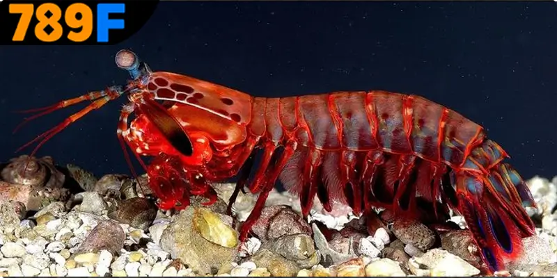 Mơ thấy con tôm đánh số gì để dễ trúng