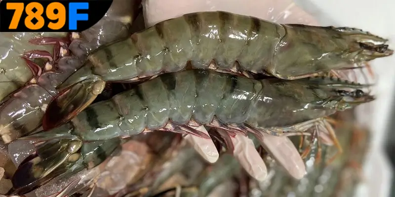 Mơ thấy con tôm đánh số gì? Thông điệp cụ thể từng giấc mơ