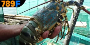 Mơ Thấy Con Tôm Đánh Số Gì - Ý Nghĩa Và Con Số May Mắn