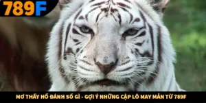 Mơ Thấy Hổ Đánh Số Gì - Gợi Ý Những Cặp Lô May Mắn Từ 789F