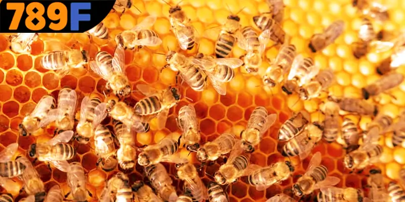 Nằm mơ thấy con ong đánh số gì để giành thắng lớn 789F