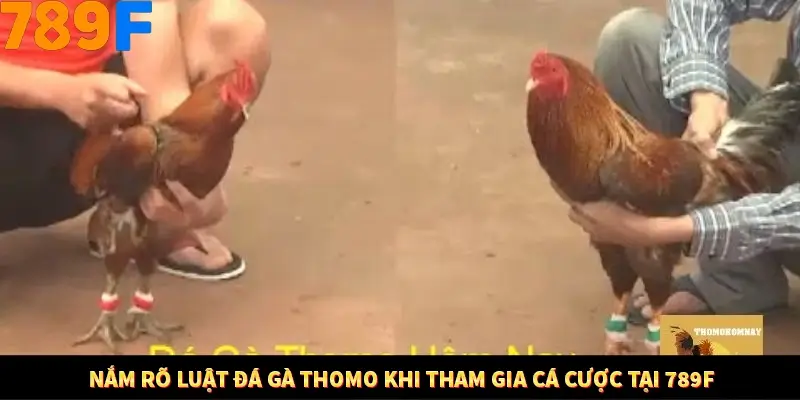 Nắm rõ luật đá gà Thomo khi tham gia cá cược tại 789F
