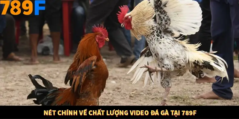 Nét chính về chất lượng video đá gà tại 789F