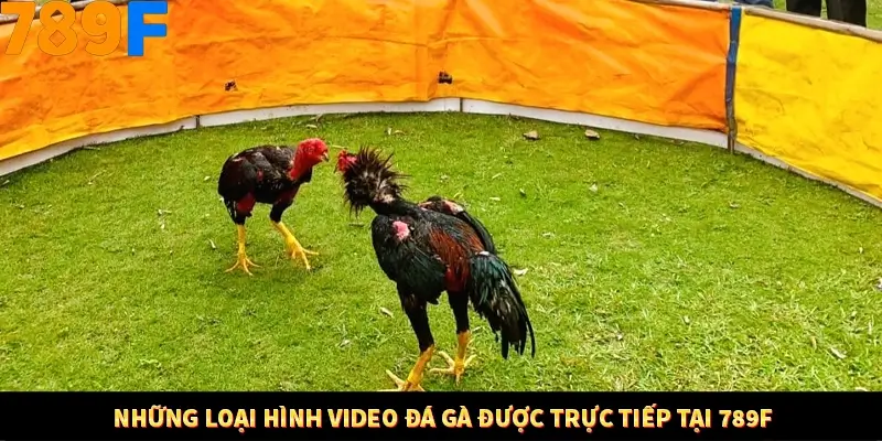 Những loại hình video đá gà được trực tiếp tại 789F