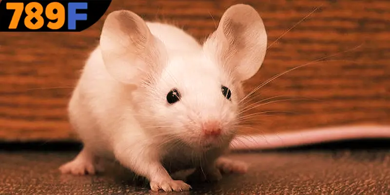 Thông điệp khi mơ thấy chuột đánh số gì?