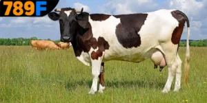 Mơ Thấy Con Bò Đánh Số Gì – Cùng 789F Giải Mã Điềm Báo