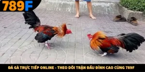 Đá Gà Trực Tiếp Online - Theo Dõi Trận Đấu Đỉnh Cao Cùng 789F