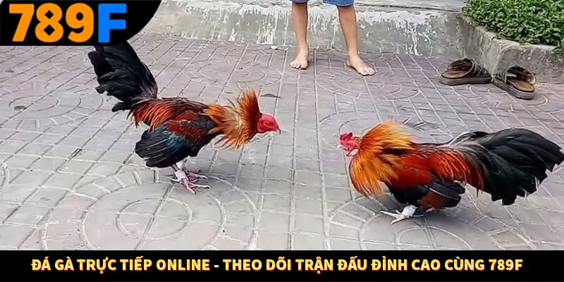 Đá Gà Trực Tiếp Online – Theo Dõi Trận Đấu Đỉnh Cao Ở 789F