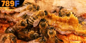 Mơ Thấy Con Ong Đánh Số Gì - Giải Mã Những Điều Huyền Bí 789F