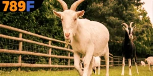 Mơ Thấy Dê Đánh Số Gì? Tận Dụng Cơ Hội May Mắn Dễ Dàng