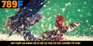 Mơ Thấy Gà Đánh Số Gì Hé Lộ Con Lô Cực Chuẩn Từ 789F