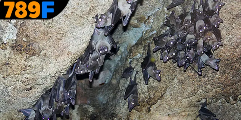 Tìm hiểu trường hợp mơ thấy dơi đánh số gì