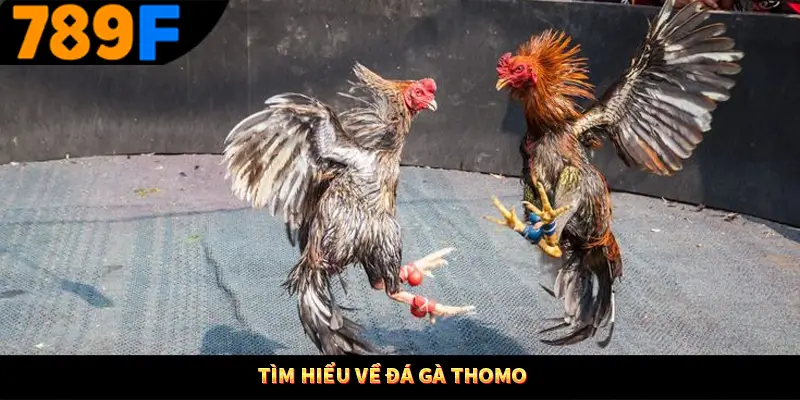 Tìm hiểu về đá gà Thomo